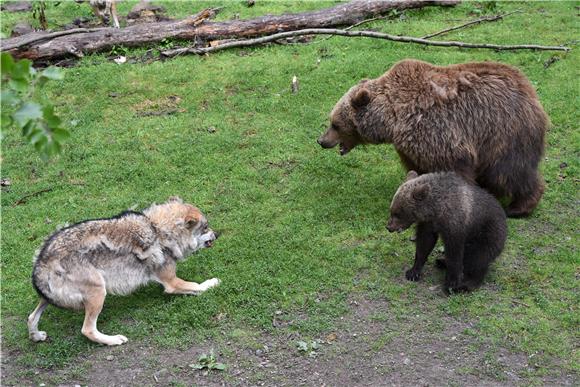 WWF: U Europu se vraćaju velike zvijeri