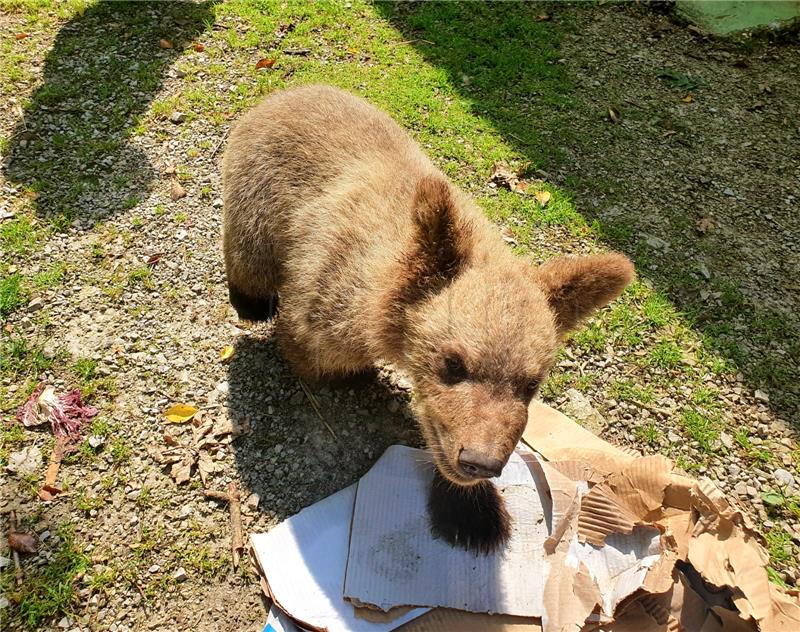 Medvjedić Matija u oporavilištu zagrebačkog ZOO-a svakim danom sve veći i jači