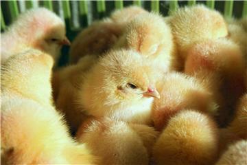 (FILE) GERMANY MALE CHICK LEGAL CULLING