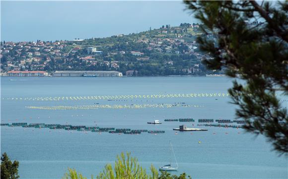 Kayakers on environment-friendly trip from Savudrija to Prevlaka