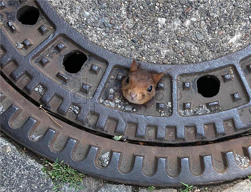 German fire brigade frees squirrel from manhole cover