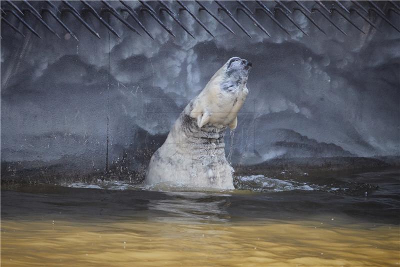 Izgladnjela polarna medvjedica prevezena na oporavak u sibirski Zoo