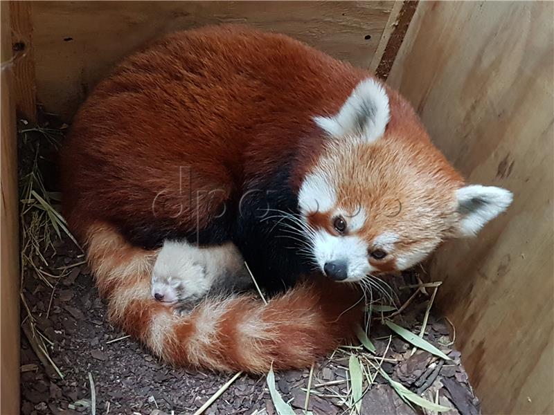 Rijetka crvena panda došla na svijet u njemačkome zoološkom vrtu