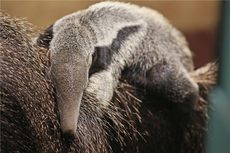 Zagrebački ZOO: Na svijet došlo mladunče divovskog mravojeda