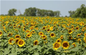 Polje suncokreta