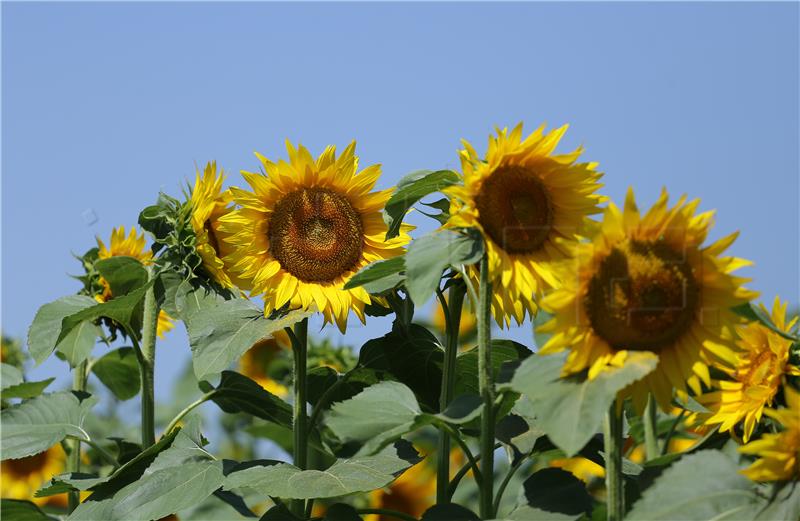 Polje suncokreta