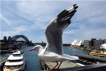 (FILE) AUSTRALIA SEAGULLS DISEASES