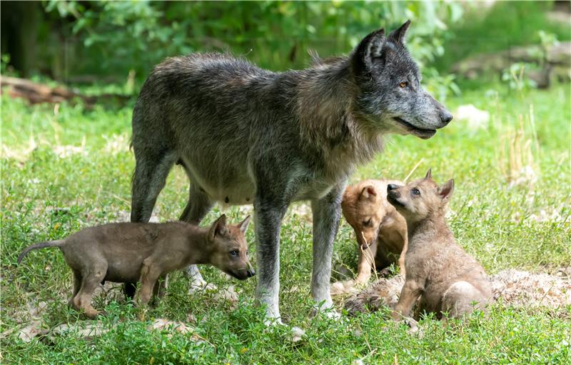 GERMANY ANIMALS