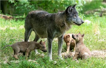 GERMANY ANIMALS