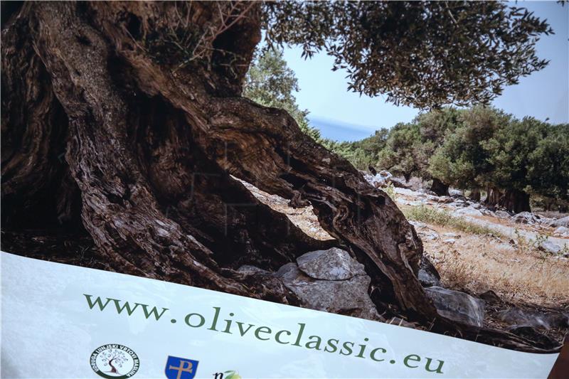 Drugi Olive Classic od 2. do 9. kolovoza u Lunjskim maslinicima