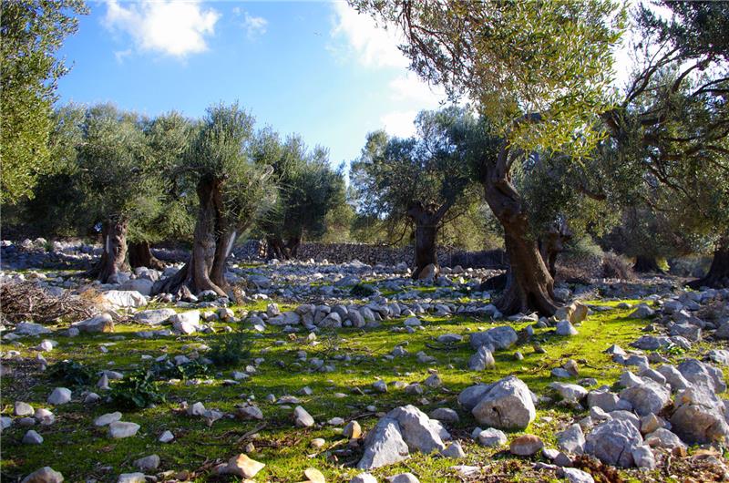 2nd Olive Classic music festival to be held Aug 2-9 on Pag Island