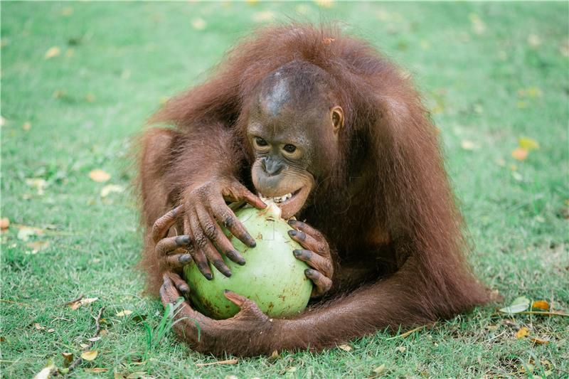 Studija: Proizvodnja palmina ulja uništava orangutane