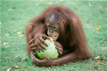 Studija: Proizvodnja palmina ulja uništava orangutane