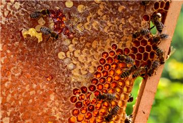 NORTH MACEDONIA PHOTO SET HONEY PRODUCTION