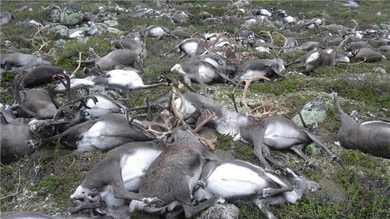 Zbog globalnog zatopljenja od gladi na arktičkom otočju Svaldbard uginulo 200 sobova