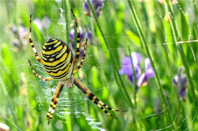 BELGIUM ANOMAL SPIDER