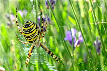 BELGIUM ANOMAL SPIDER