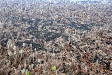 Indonežanin hoda unatrag kako bi upozorio na deforestaciju