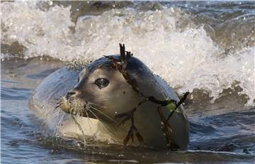 GERMANY ANIMALS SEAL PUPS