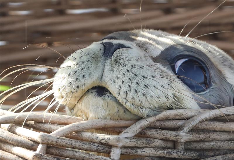 GERMANY ANIMALS SEAL PUPS