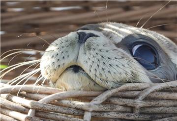 GERMANY ANIMALS SEAL PUPS