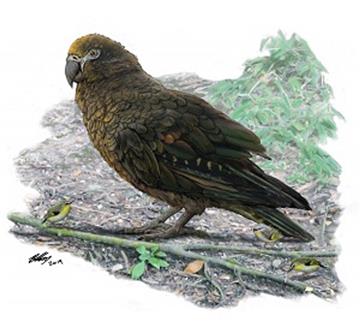 NEW ZEALAND WORLDS LARGEST PARROT DISCOVERED