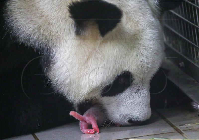 BELGIUM ANIMALS BABY GIANT PANDA