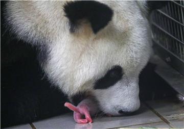 BELGIUM ANIMALS BABY GIANT PANDA