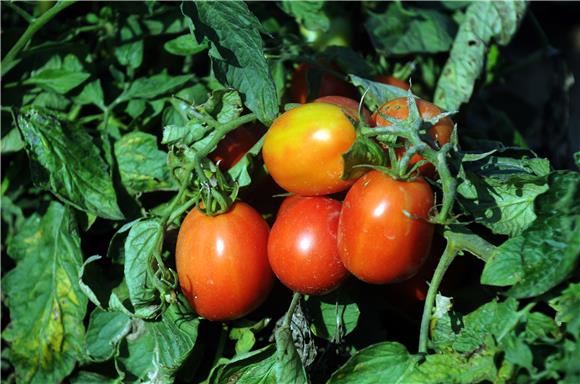 Tomato production declines in Croatia