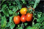 Tomato production declines in Croatia