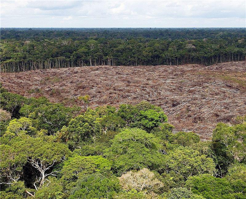 BRAZIL ENVIRONMENT DEFORESTATION