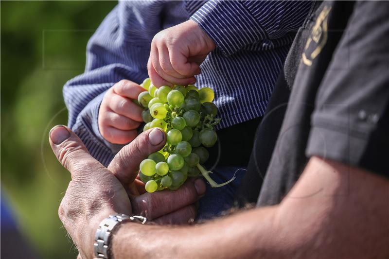 GERMANY AGRICULTURE GRAPE HARVEST