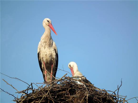 Ornithological camp set up on eastern slopes of Mount Ucka