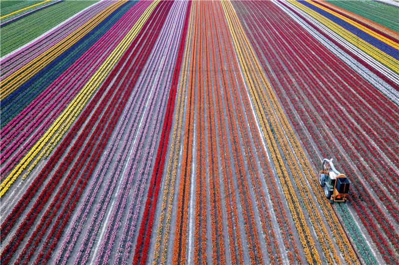 (FILE) GERMANY AGRICULTURE