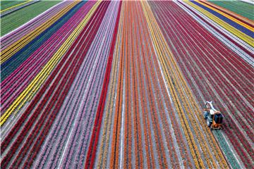 (FILE) GERMANY AGRICULTURE