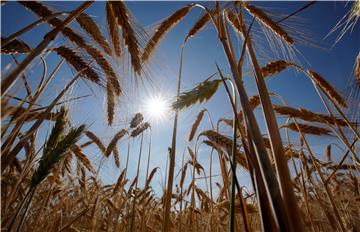 (FILE) GERMANY AGRICULTURE