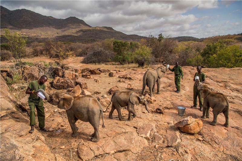 Gotovo zabranjena prodaja divljih afričkih slonova zoološkim vrtovima 