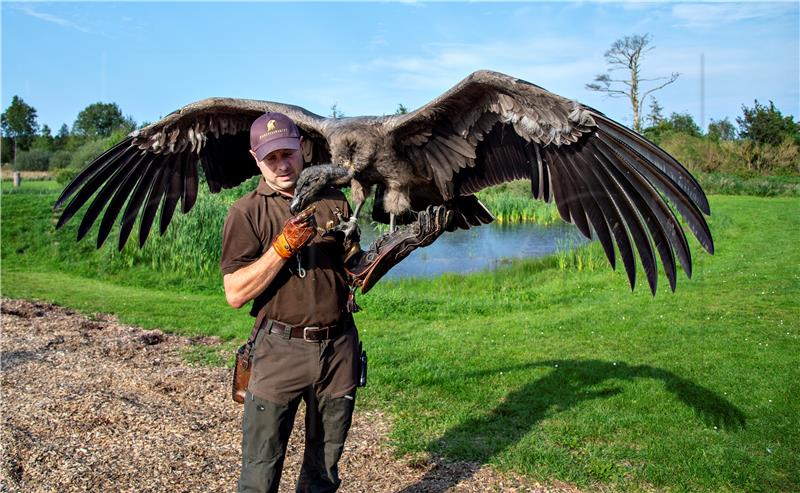 DENMARK CONDOR