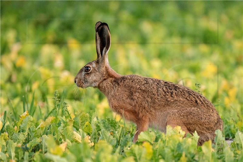 AUSTRIA ANIMALS