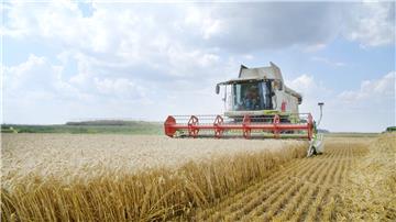 Croatia's wheat production increases 3.9% this year