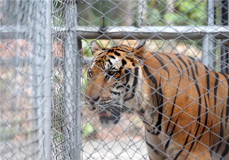 (FILE) THAILAND ANIMALS TIGER TEMPLE