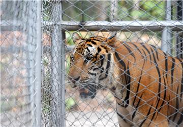 (FILE) THAILAND ANIMALS TIGER TEMPLE