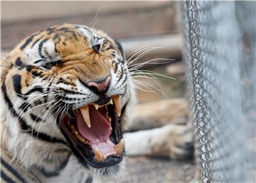 (FILE) THAILAND ANIMALS TIGER TEMPLE