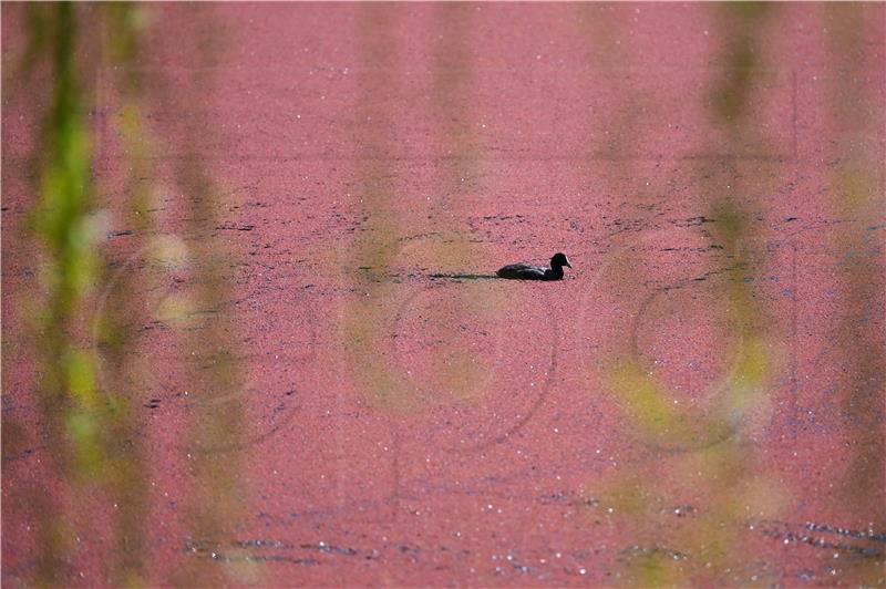 Artificial lake covered with pink colored water plants in Canberra