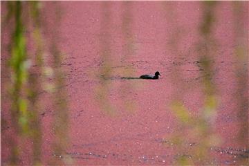 Artificial lake covered with pink colored water plants in Canberra