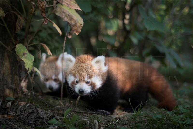 Mladunci crvenih pandi u zagrebačkom Zoološkom vrtu odlično napreduju