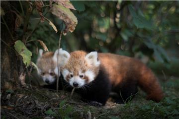 Mladunci crvenih pandi u zagrebačkom Zoološkom vrtu odlično napreduju