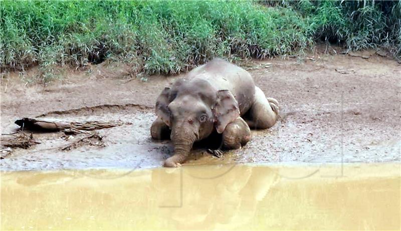 MALAYSIA ANIMALS PYGMY ELEPHANT DEAD