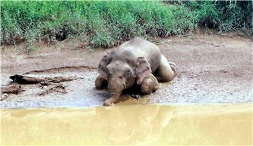 MALAYSIA ANIMALS PYGMY ELEPHANT DEAD