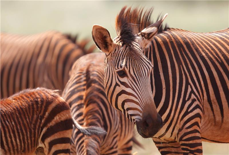 Odbjegla zebra napravila kaos na njemačkoj autocesti